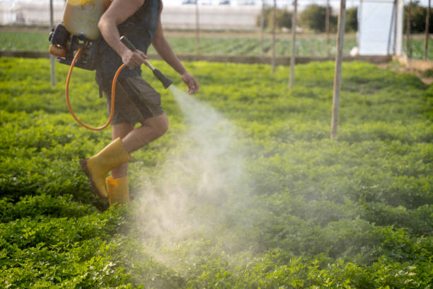 Best Affordable Pest Control Services  in Borger, TX
