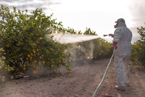 Best Pest Control Near Me in Borger, TX
