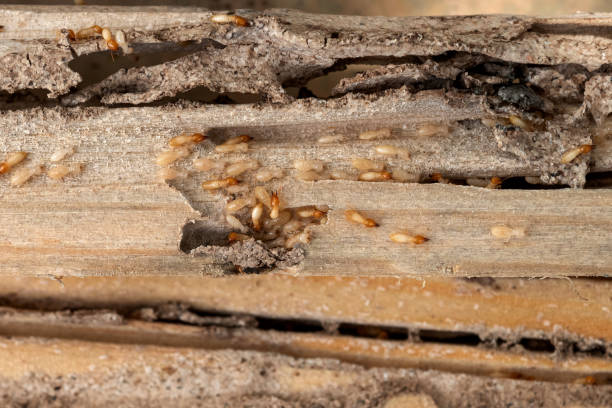 Best Pest Control Cost  in Borger, TX