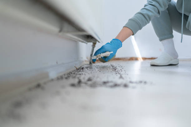 Best Flea Control Services  in Borger, TX